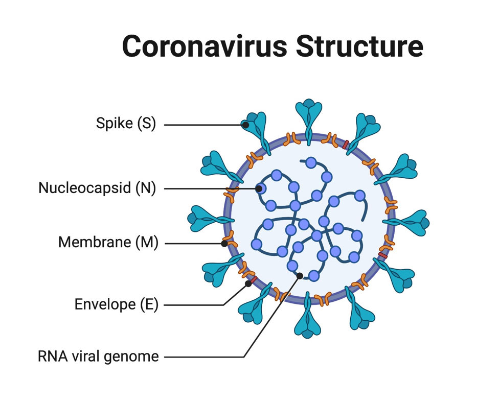 Coronovirus structure