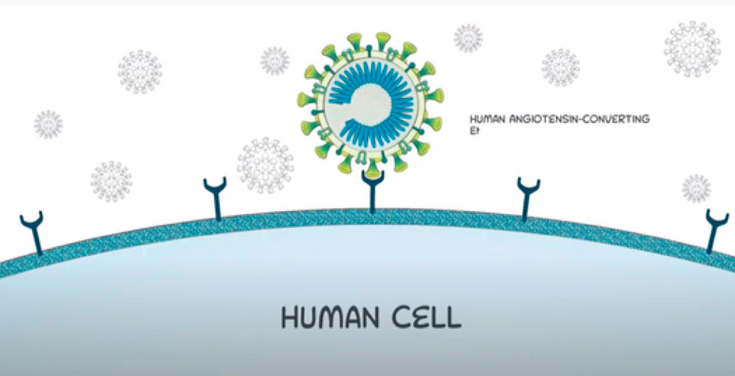 coronavirus and human cell